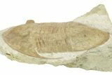Pseudoasaphus Janischewskyi Trilobite - Russia #237040-2